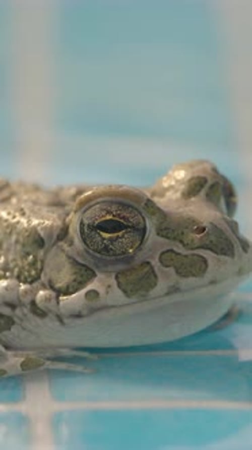 Crapaud sur le bord d'une piscine en position verticale