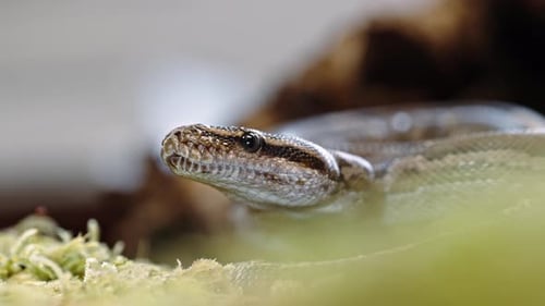Close-up shot of a snake moving through its habitat, showing its detailed scales