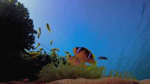 Underwater Clownfish Blue Sea