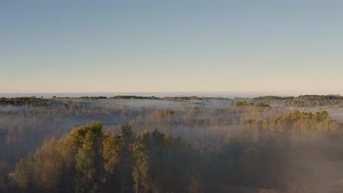 Ascending drone shot out of the foggy forest in early autumn morning.