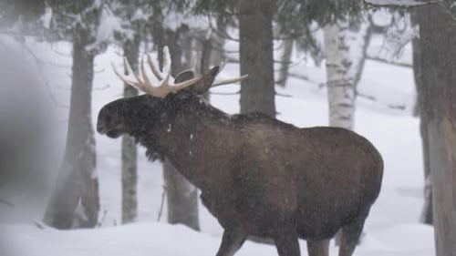 Elch mit großen Hörnern, der schnell durch den verschneiten Winterwald flieht - Mittleres Zeitlupen-Tracking-Bild