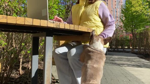 Charming young woman call her small dog while working at city park