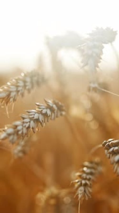 Beauté de la nature gros plan d'un épillet de seigle doré faisant pousser des céréales dans les champs Récolte dans les terres agricoles