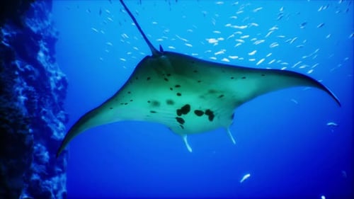 Manta Ray Gliding Gracefully Through Crystal Clear Ocean Waters