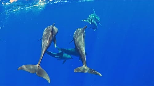 Dolphins Swimming in Clear Turquoise Ocean Water