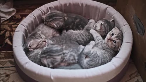 Gray Tabby Kittens Sleeping in a Pet Bed