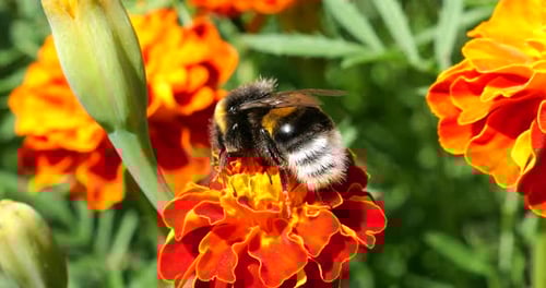 Bumblebee Foraging on a Vibrant Flower in Sunlight