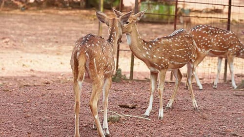 Deer face each other , Baby deer inside the zoo , Deer cubs clean their body and face ,