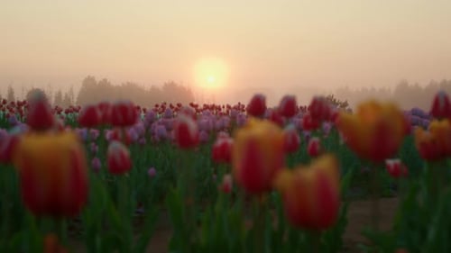 Scenic Field of Tulips at Sunrise with Fog