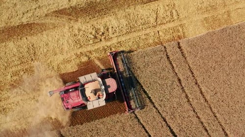 Combine Harvester Working in Golden Wheat Field