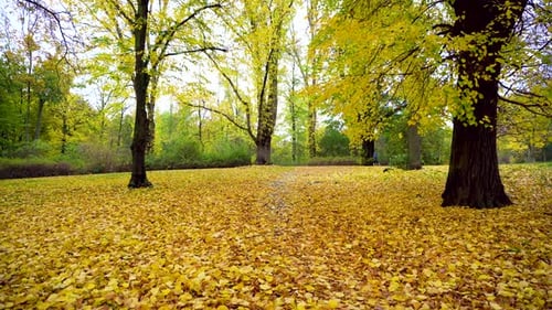 Beautiful Golden Autumn Days in Yellow Forest with Leaves on Ground