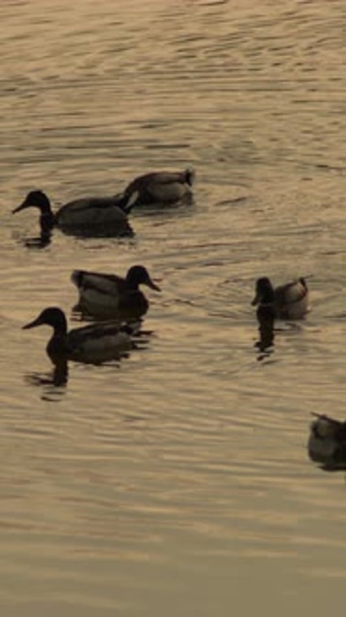 Canards dans une rivière