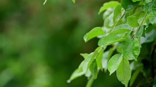 La lluvia gotea sobre las ramas de los árboles