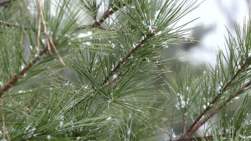 Schnee, der auf eine Kiefer fällt