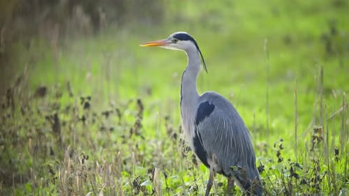 Graureihervogel mit langem Hals, der majestätisch im Feuchtgebiet steht.