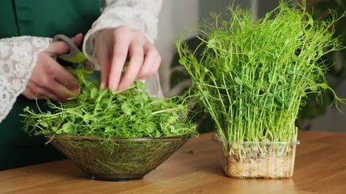Woman cutting green peas microgreens with scissors for vegan salad. Concept of healthy eating