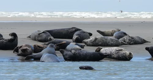 grey seals, the Somme bay, Picardy, France