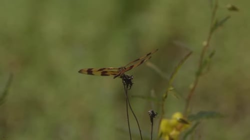 Libelle mit braunen und braunen Farben, die auf einem Zweig ruht. 25 Sekunden/24 Bilder pro Sekunde. Geschwindigkeit 40% Nahaufnahme. Clip 8