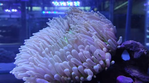 Coral and marine life are bred in aquarium tanks. Blue LED light from above for lighting. Slow water