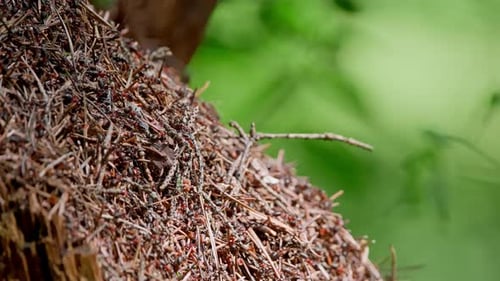 Ant Colony Thriving on Forest Anthill in Detail