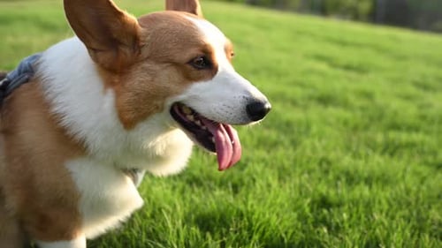 A Corgi Dog with Brown and White Fur Stands Confidently on a Vibrant Green Field