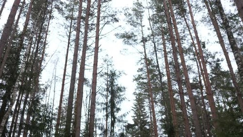 View Up Bottom View of Pine Trees in Forest