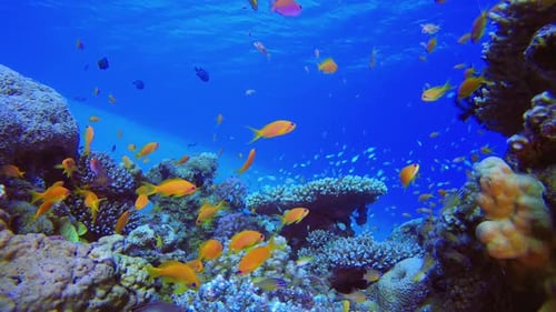 Colourful Coral Reef Scene