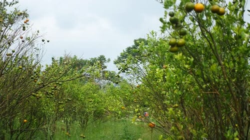 orange garden video
