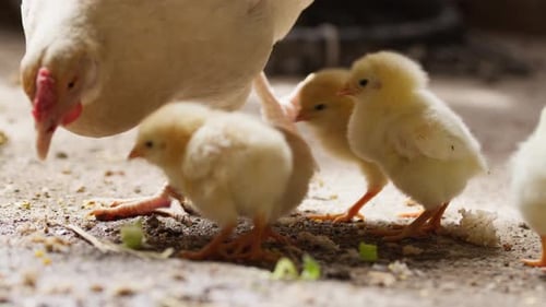 Fluffy Yellow Chicks and Hen Eating Food