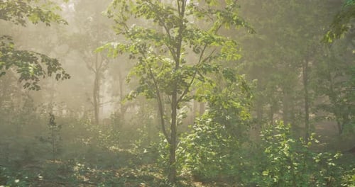 Morning Sunlight Filters Through Trees in a Tranquil Forest Setting