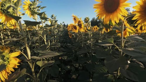 Sunflowers Plants Field Background Agriculture Harvest Steadicam Dolly Shot