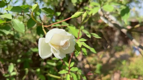 white rose flower