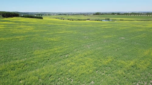 Drone rocket up shot of the canola field revealing city on background