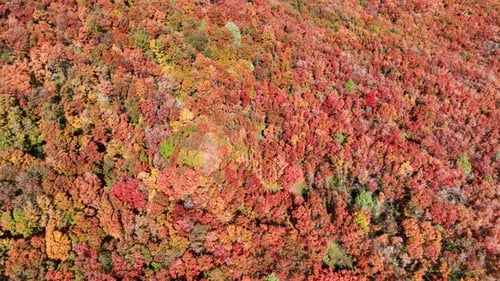 Aerial of a forest with the trees turning their fall colors