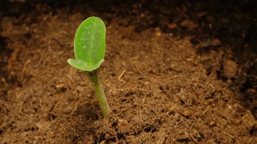 Close-up time-lapse of small plant sprouting from seed in soil, showing early growth stages.