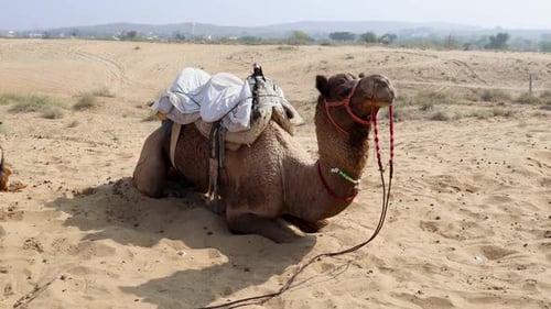 Haustier Kamel mit traditionellem Sitzwagen in der Wüste bei Tag aus einem anderen Blickwinkel