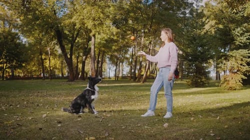 Young Woman Plays with Energetic Dog Throwing Ball on Park Lawn