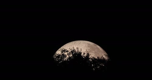 Peak of moon's moon captured with treetops at closeup close up view during night zoom out moon, and