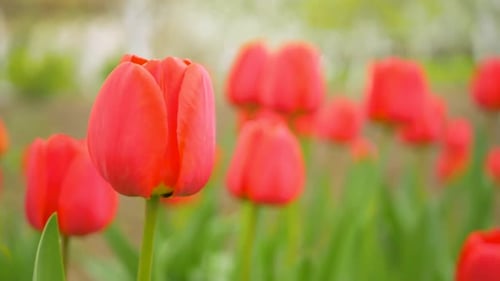 Wind Blows Red Tulip Flower on Green Background