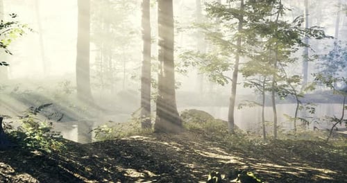 Sunlight Streaming Through Tall Trees in a Misty Forest Landscape