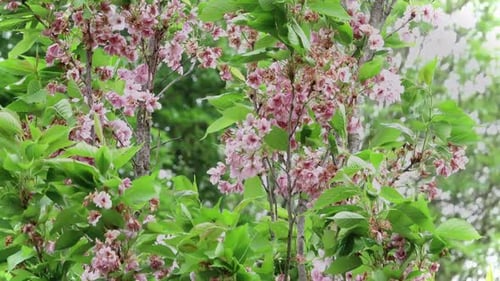 Cherry blossom of cherry tree “ Prunus Amanogawa” . Flagpole cherry just finishing flowering.
