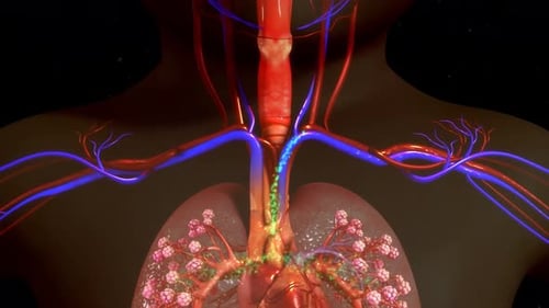 3D Human Anatomy Brain and Respiratory System Medical Animation