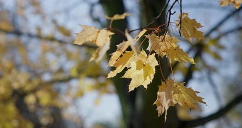 Yellowed Autumn Leaves on a Tree Branch in a Park or Forest on an Autumn Day