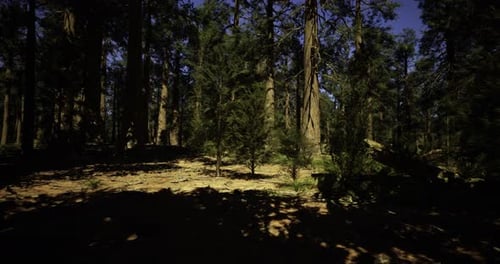 Sunlight Gently Filters Through the Canopy of Tall Trees in a Lush Forest