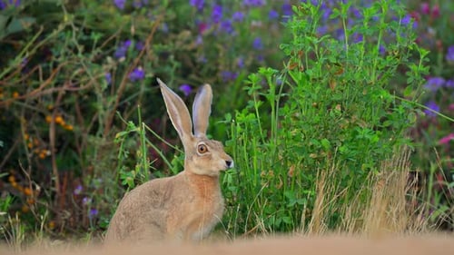 Cape hare (Lepus capensis), also called the brown hare and the desert hare eating alfalfa grass.