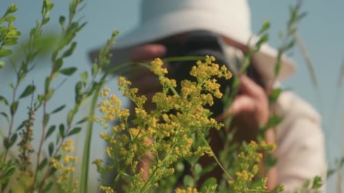 Photographer Capturing Yellow Wildflowers in Sunny Meadow Close Up