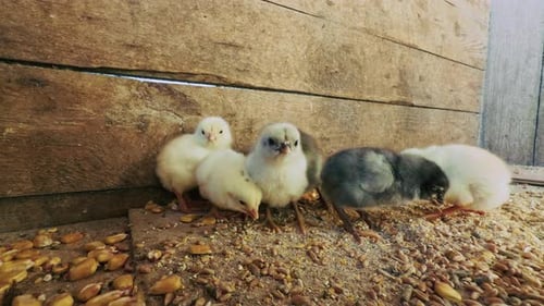 Sweet Little Animal Chicks 10