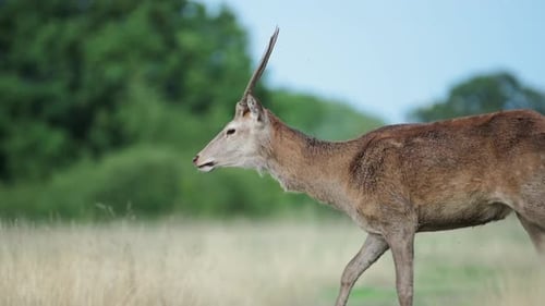 Großes buntes männliches Rothirsch im Richmond Park mit spitzem Geweih, das durch eine schöne offene Anlage geht
