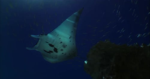 Manta Ray Gliding Gracefully Beneath the Surface of the Ocean During Daylight