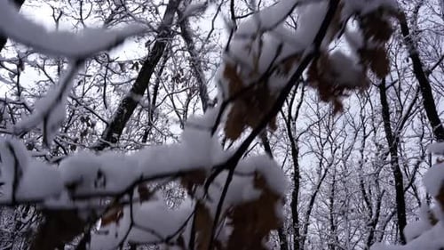 Walking under tree branches of forest trees covered in white snow